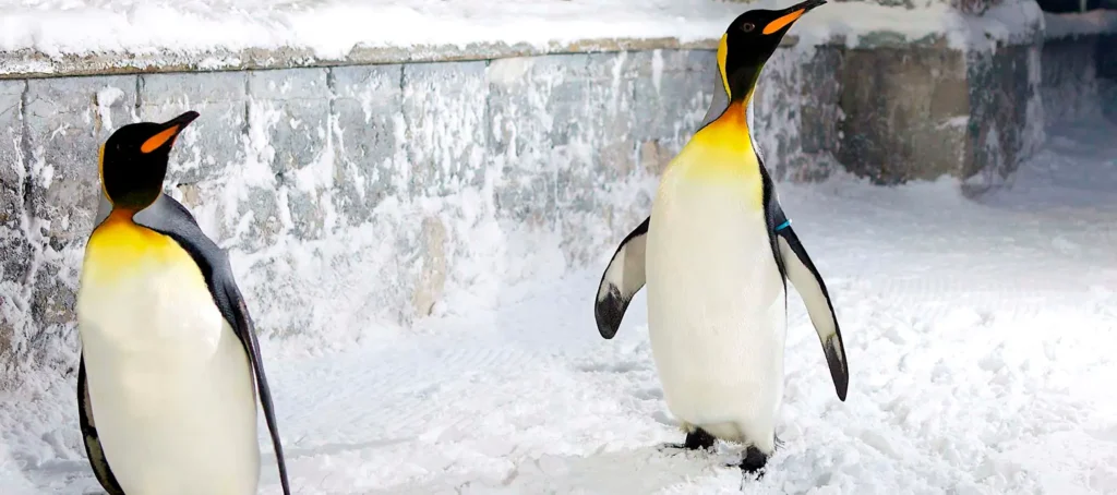 Penguins in Ski Dubai