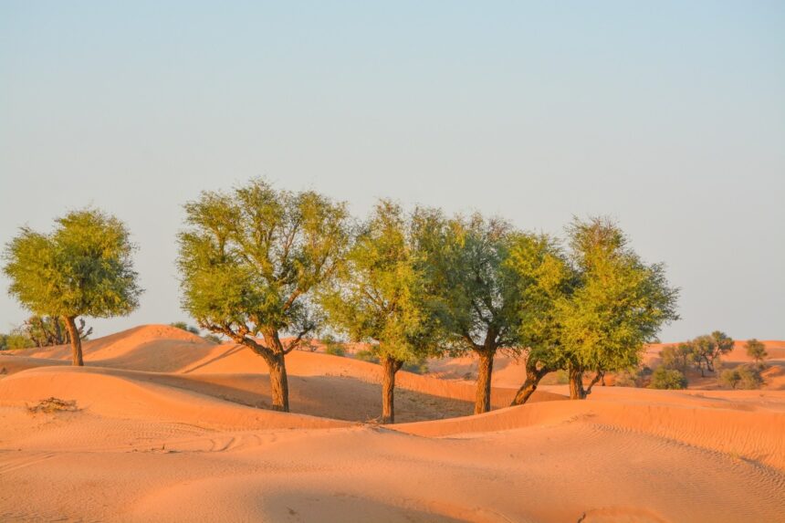 The Ghaf Tree In the UAE Combats Climate Change