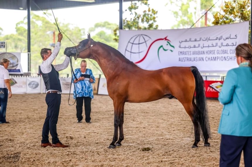 Emirates Arabian Horse Global Cup to Kick Off in France